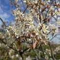 Amelanchier lamarckii - 1