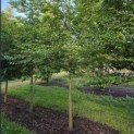 Styrax japonicus - 1