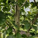 Magnolia 'Heaven Scent' - Foto 3