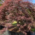 Acer palmatum 'Garnet' - Foto 1