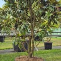 Magnolia grandiflora 'Goliath' - 2