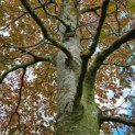 fagus sylvatica 'Atropunicea' - Afbeelding 1