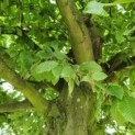 Carpinus betulus, haagbeuk dakboom kijkje in de kroon