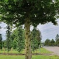 Carpinus betulus, haagbeuk dakboom