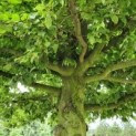 Carpinus betulus, haagbeuk dakboom vertakking