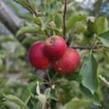 Malus domestica 'Elstar' - 4