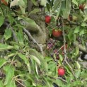 Malus domestica 'Elstar' - 5