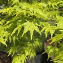 Acer palmatum - Foto 2