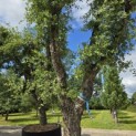 Quercus Suber - 1