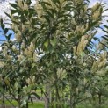 Prunus laur. Caucasica - 1
