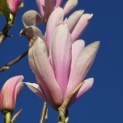 Magnolia 'Heaven Scent' - Foto 3