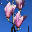 Magnolia 'Heaven Scent' - Foto 2