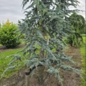 Cedrus libani 'Glauca' - Foto 1