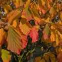 Hamamelis x intermedia 'Arnold Promise' - 1