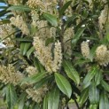 Prunus laurocerasus 'Caucasica' - Foto 6