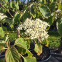 Cornus controversa - 1