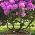 Rhododendron Roseum Elegans - 3