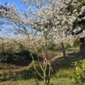 Amelanchier lamarckii - 3