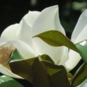 Magnolia grandiflora 'Galissonnière' - Foto 2