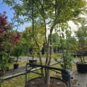 Acer palmatum - Foto 3