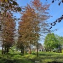 Fagus sylvatica 'Atropunicea' - 2