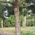 Pinus nigra - 2