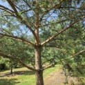 Pinus sylvestris - 3
