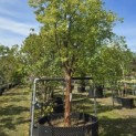 Acer griseum - 4