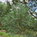 Pinus sylvestris - 3