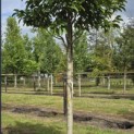 Magnolia 'Wada's Memory' - Foto 5