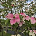 Cornus 'Norman Hadden' - 1