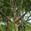 Sophora japonica - Foto 3