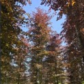 Fagus sylvatica 'Atropunicea' - 2