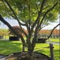 Acer palmatum - 1