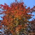 Fagus sylvatica 'Atropunicea' - Foto 3