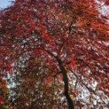 Acer palmatum 'Garnet' - 4