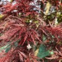 Acer palmatum 'Garnet' - 6