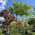 Albizia julibrissin 'Ombrella' - 2