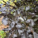 Fagus sylvatica 'Atropunicea' - 2