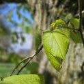 Tilia Tomentosa - 1