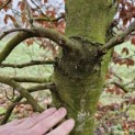 Fagus sylvatica - 6