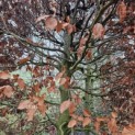 Fagus sylvatica - 7