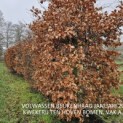 Fagus sylvatica - 5