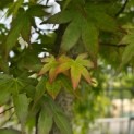 Acer palmatum 'Polymorphum' - Foto 6