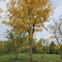 Gleditsia triacanthos 'Skyline' - 2