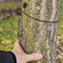 Ginkgo biloba - 4