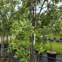 Quercus ilex - 6
