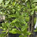Quercus ilex - 5