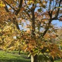 Acer palmatum - Foto 1