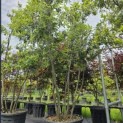 Quercus ilex - 2